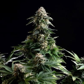 Amnesia Dream XL Auto > Kannabia Seeds